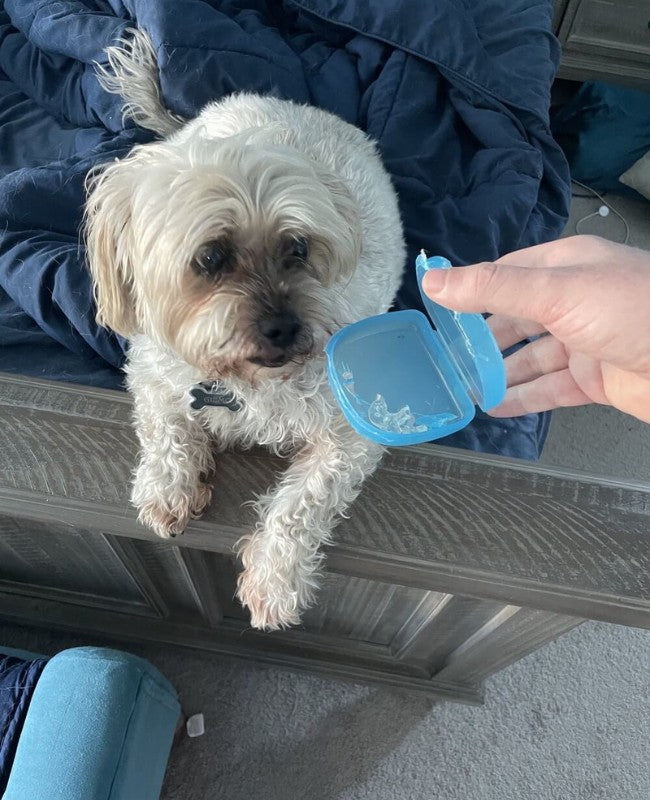 Cute dog Gizmo with a chewed up Chomper Labs night guard.