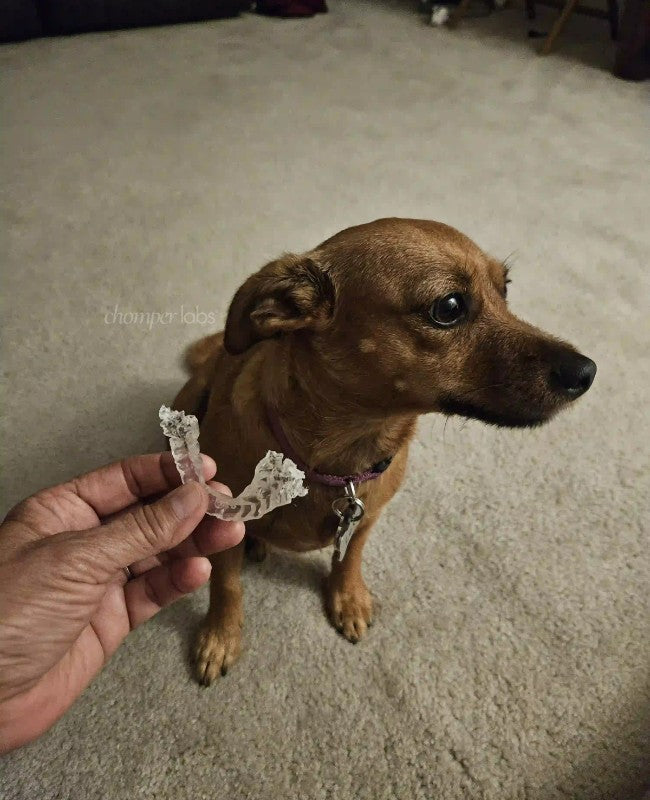 Cute dog Lexi with a chewed up Chomper Labs night guard.