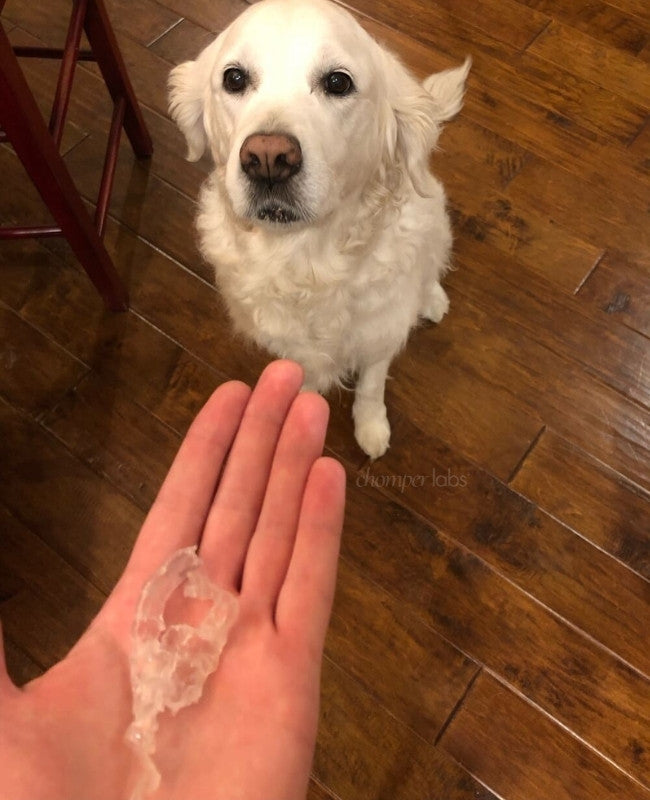 Cute dog Lux with a chewed up Chomper Labs night guard.