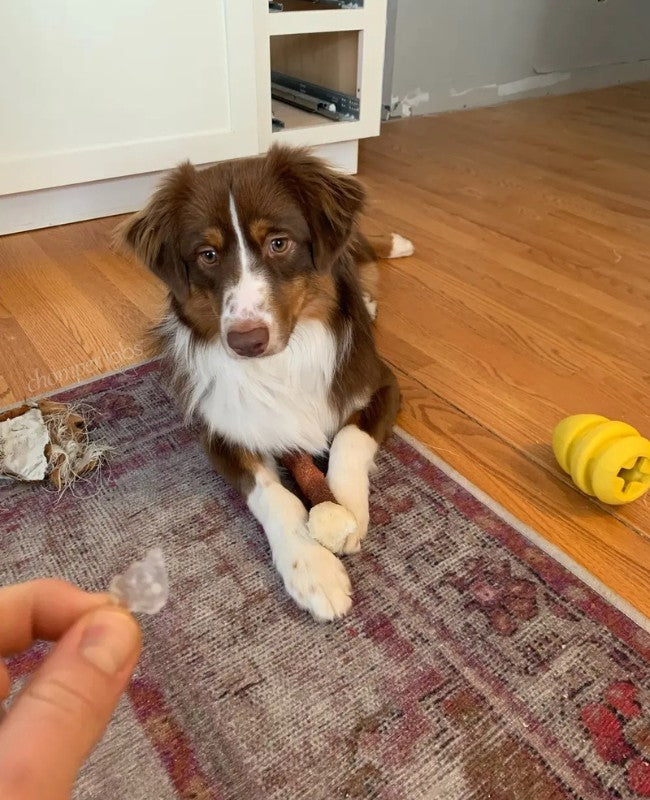 Cute dog with a chewed up Chomper Labs night guard.