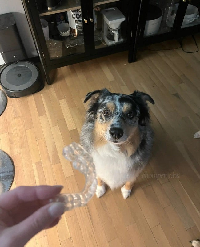 Cute dog with a chewed up Chomper Labs night guard.