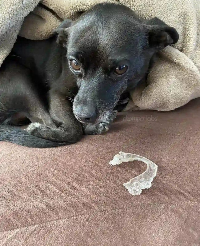 Cute dog Oliver with a chewed up Chomper Labs night guard.