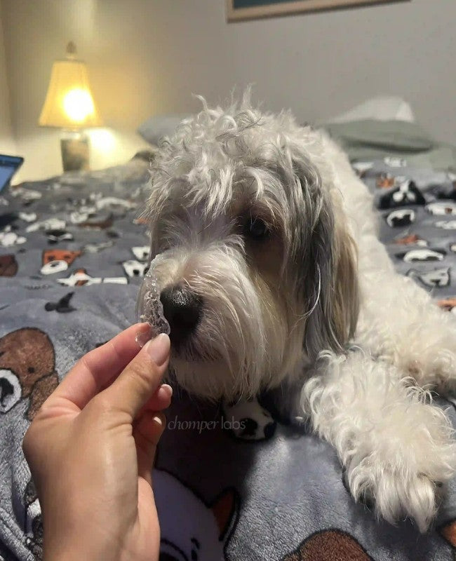 Cute dog Ollie with a chewed up Chomper Labs night guard.