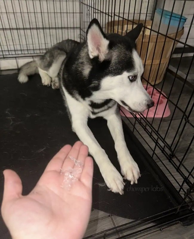 Cute dog Stetson with a chewed up Chomper Labs night guard.
