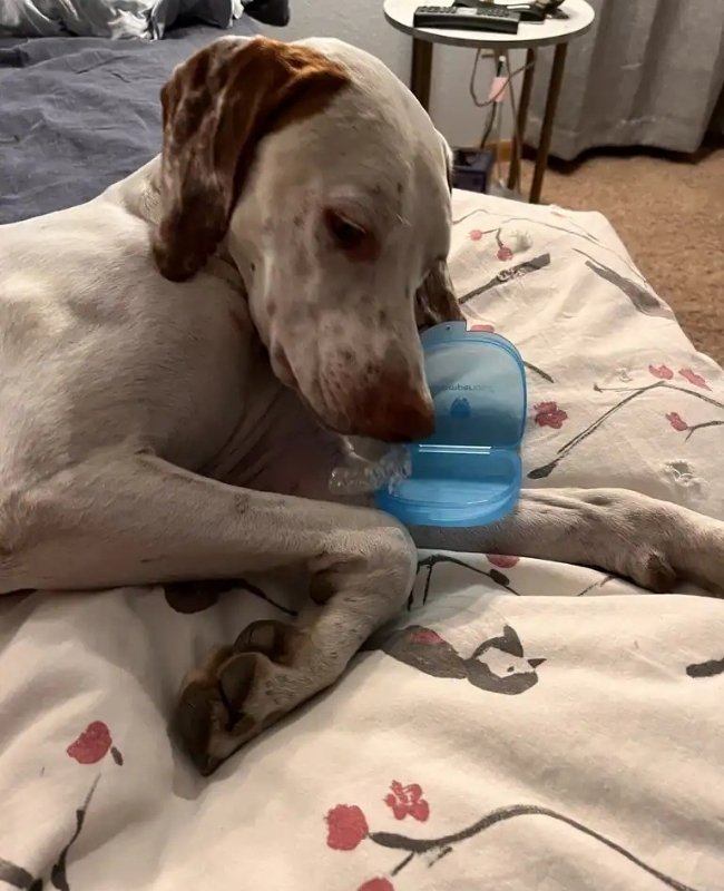 Cute dog Stewart with a chewed up Chomper Labs night guard.