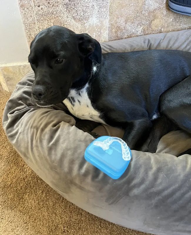 Cute dog Tuxedo with a chewed up Chomper Labs night guard.