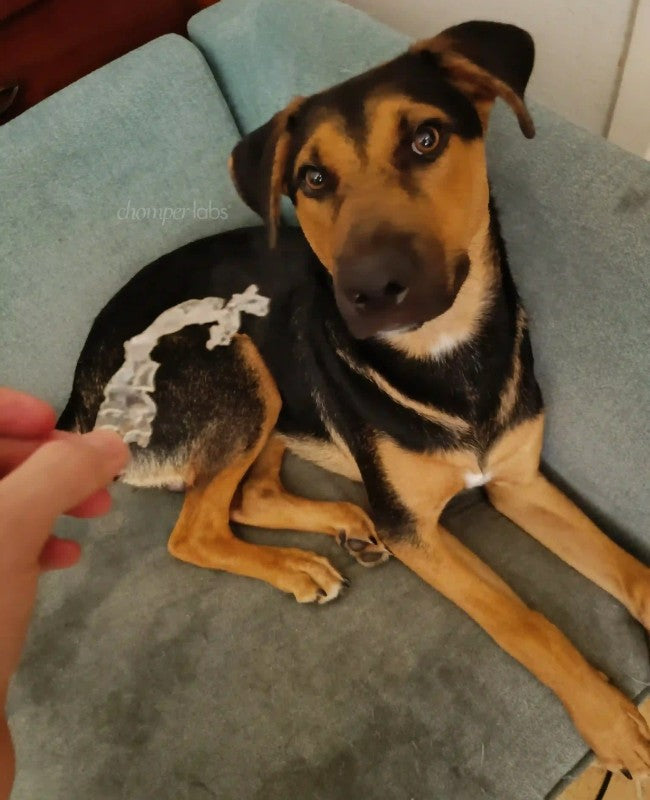 Cute dog Valentine with a chewed up Chomper Labs night guard.