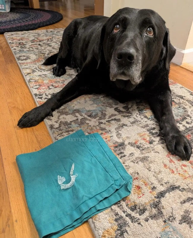 Cute dog Waimea with a chewed up Chomper Labs night guard.