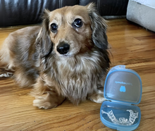 Dog with chewed Chomper Labs night guard.